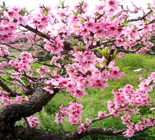 tet_cung_thien_nhien