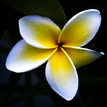 truong hoc vui ve - thanh tay